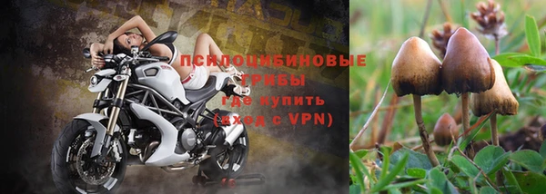 прущие грибы Бородино